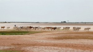 Cattle being hearded