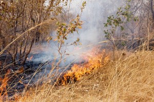 Gambia suffers greatly from the effects of bushfires 