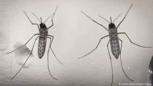 Zika mosquitoes 